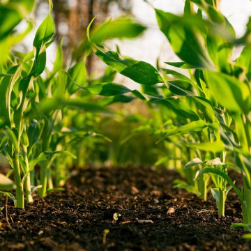 rows of planted veggies
